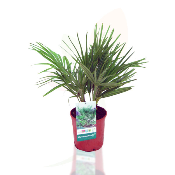 CHAMAEROPS HUMILIS - Imagen 4