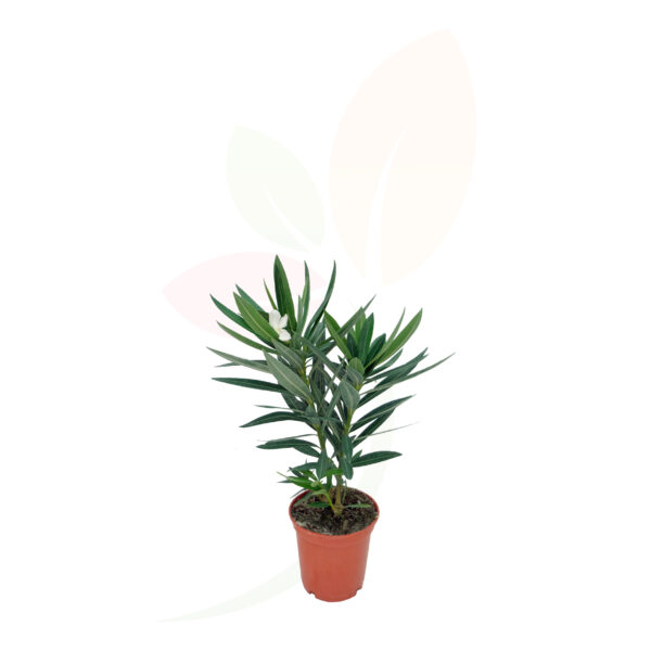 NERIUM OLEANDER - Imagen 12