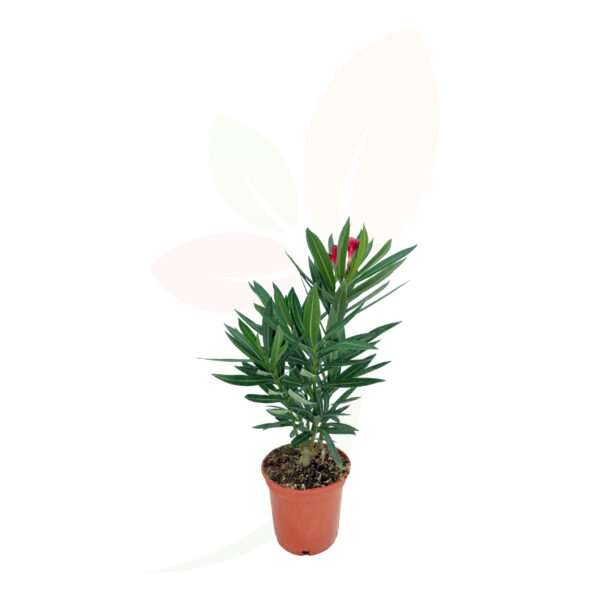 NERIUM OLEANDER - Imagen 8