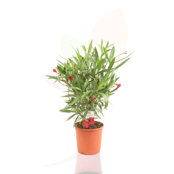 NERIUM OLEANDER - Imagen 7