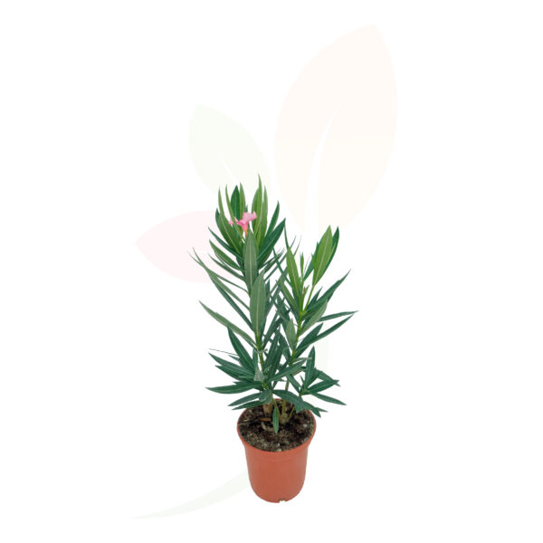 NERIUM OLEANDER - Imagen 5