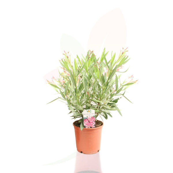 NERIUM OLEANDER - Imagen 4