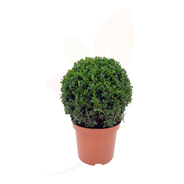 BUXUS - Imagen 2