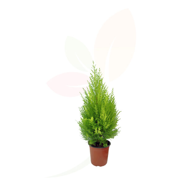 CUPRESSUS GOLD CREST WILMA - Imagen 2