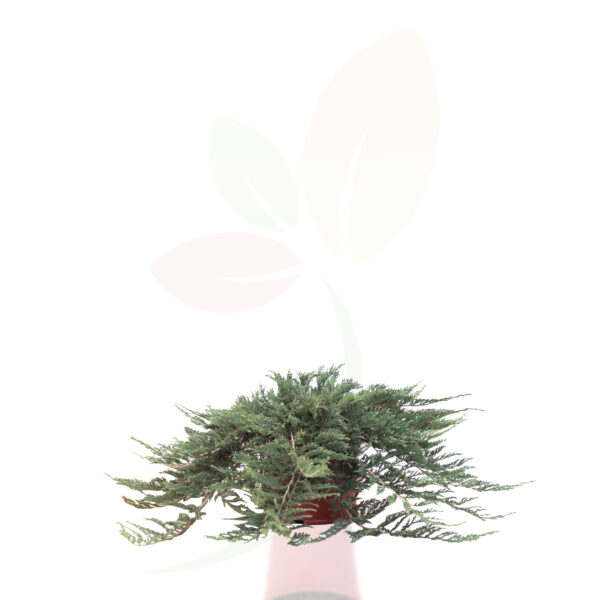 JUNIPERUS HORIZONTALIS ANDORRA - Imagen 2