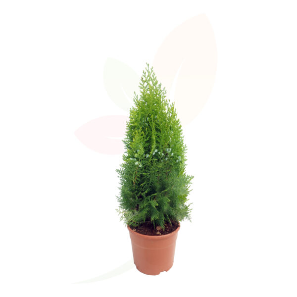 THUJA ORIENTALIS AUREA NANA - Imagen 2