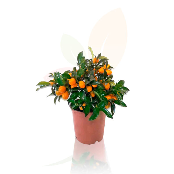 KUMQUAT