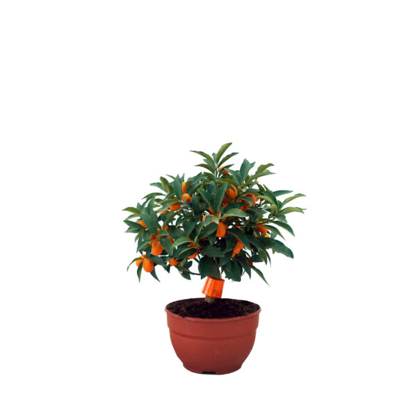 KUMQUAT - Imagen 3